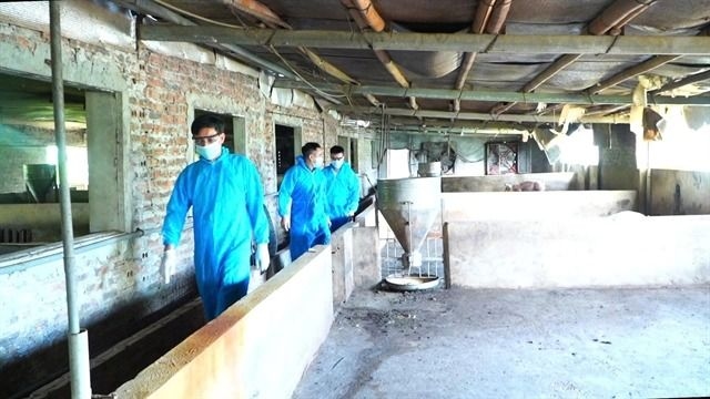 Vietnam facing worsening African swine fever outbreaks