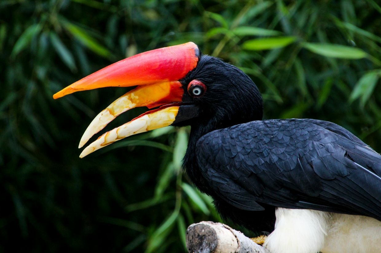 Penang Bird Park wants you to help name its feathered friends