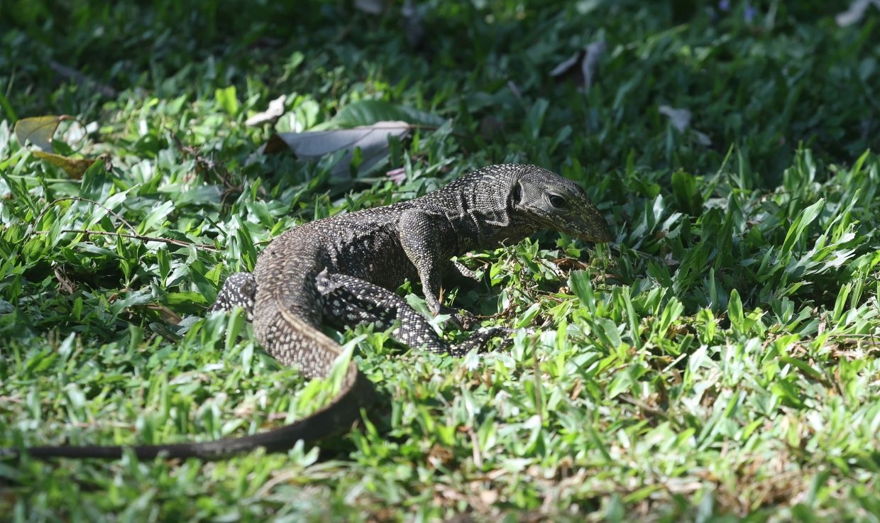 Thailand's monitor lizards tipped as next big ‘economic animal' in luxury leather