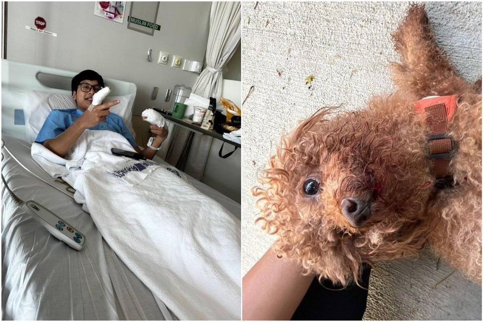 ‘It's either my life or the dog's': NSF rescues lost dog that was hit by a car in Bedok, Singapore
