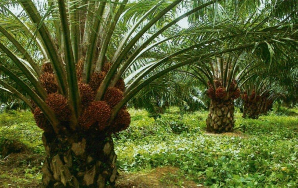No special fund for rising agricultural input costs, says Mat Sabu