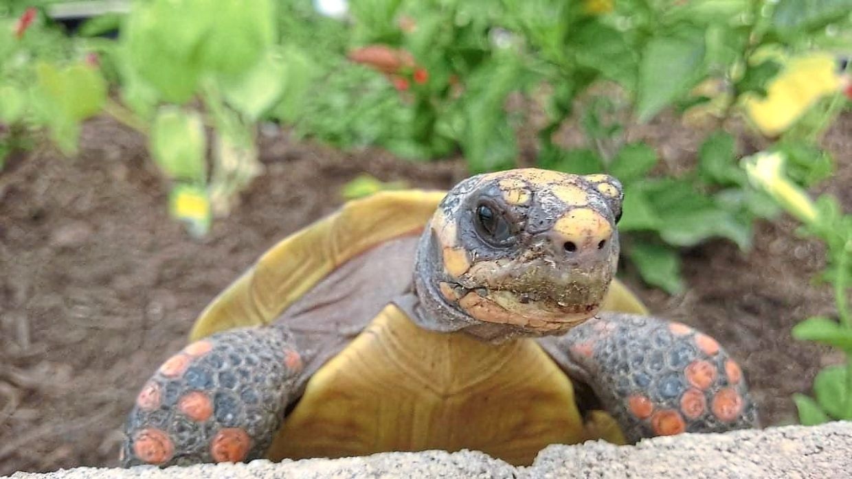 Not just cool pets: Why owning a reptile requires commitment and hard work