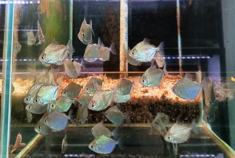 Three piranhas among 102 fish from banned species seized from Klang aquarium