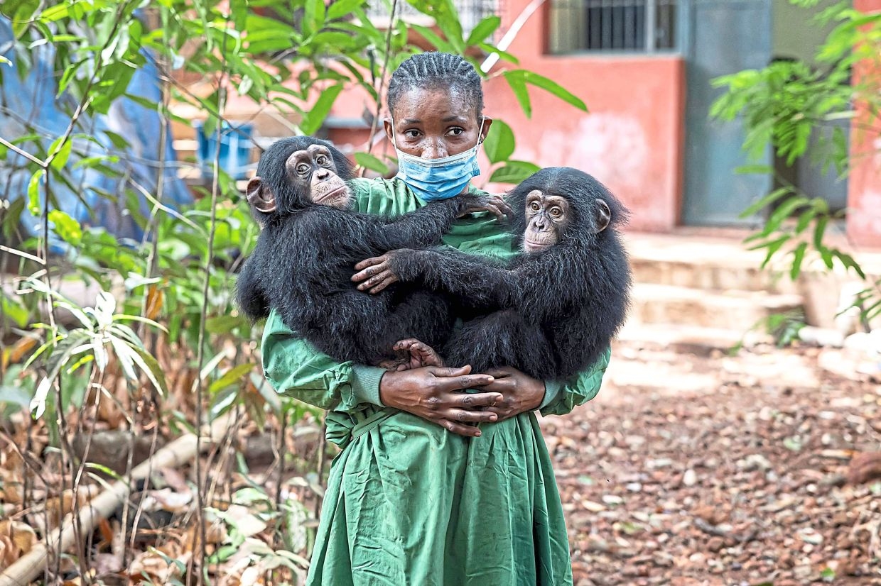 One man's 30 years of toil to save Sierra Leone's orphaned chimps
