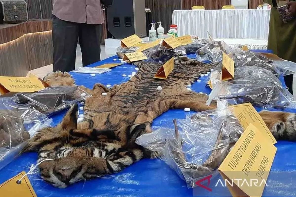 Aceh traders face imprisonment, fine over tiger skins