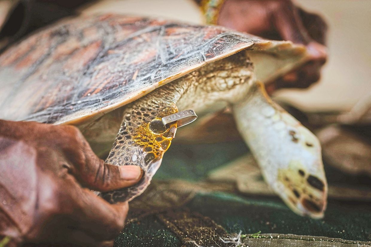 Indian national admits to smuggling 2,578 turtles