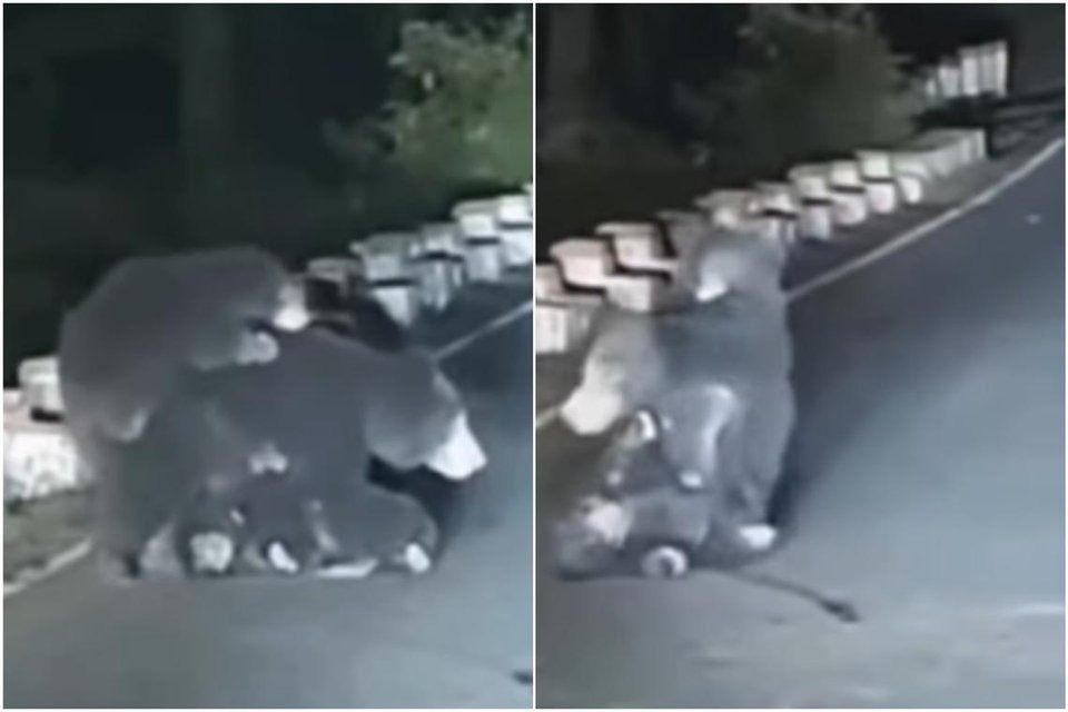 ‘Heartbreaking': Bear in India refuses to abandon dying cub struck by speeding car