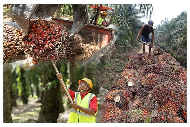 CPO futures likely to dip amid output concerns