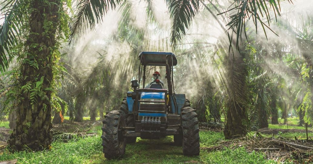 SD Guthrie set for stable 2H25 on firm CPO prices