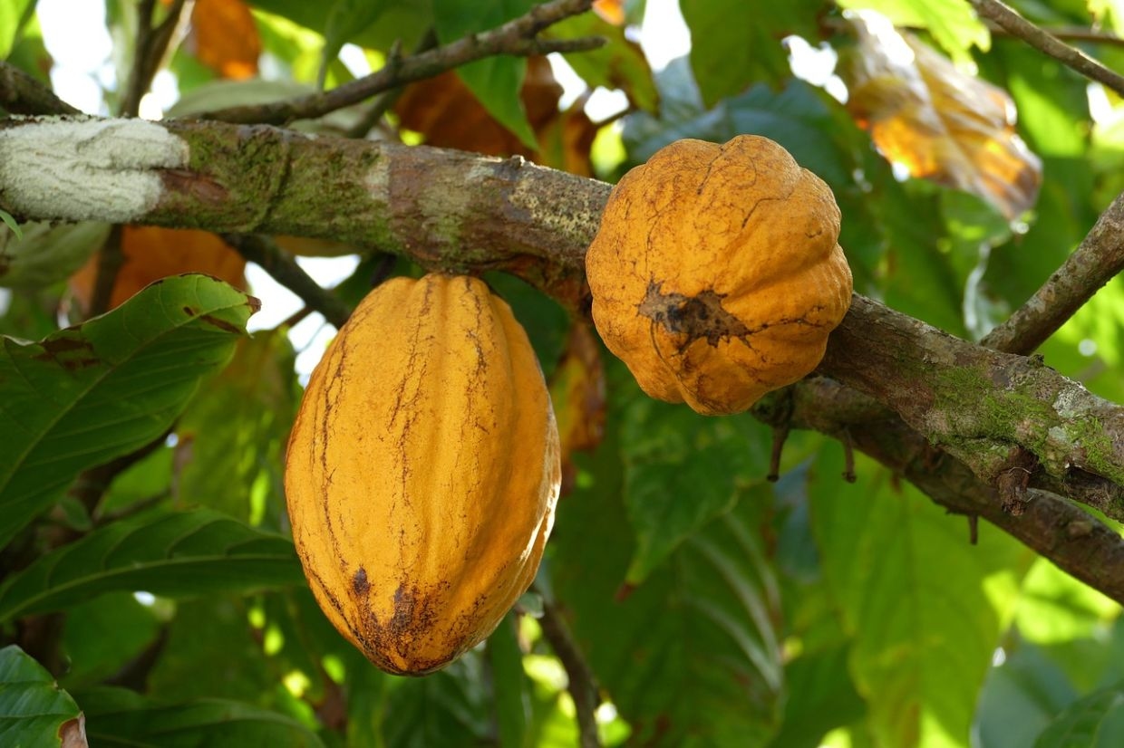 KPK aims to expand cocoa cultivation to 10,000 hectares by 2030