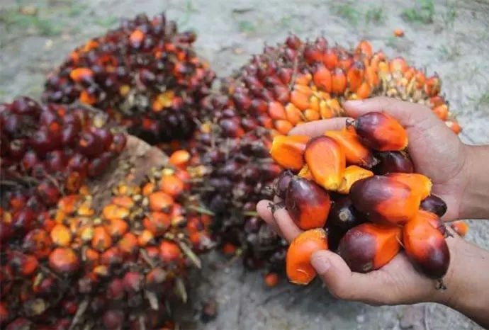 Malaysia's palm oil stocks rise to highest in nearly two years