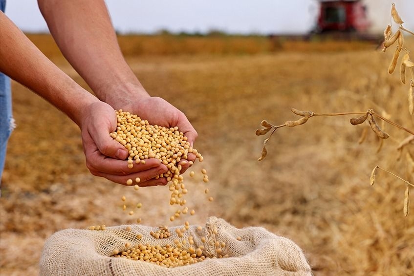 Trump suggests China reduce US trade deficit by buying soybeans