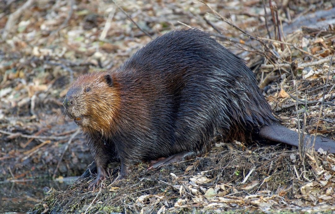 QuickCheck: Did beavers help a government save money?