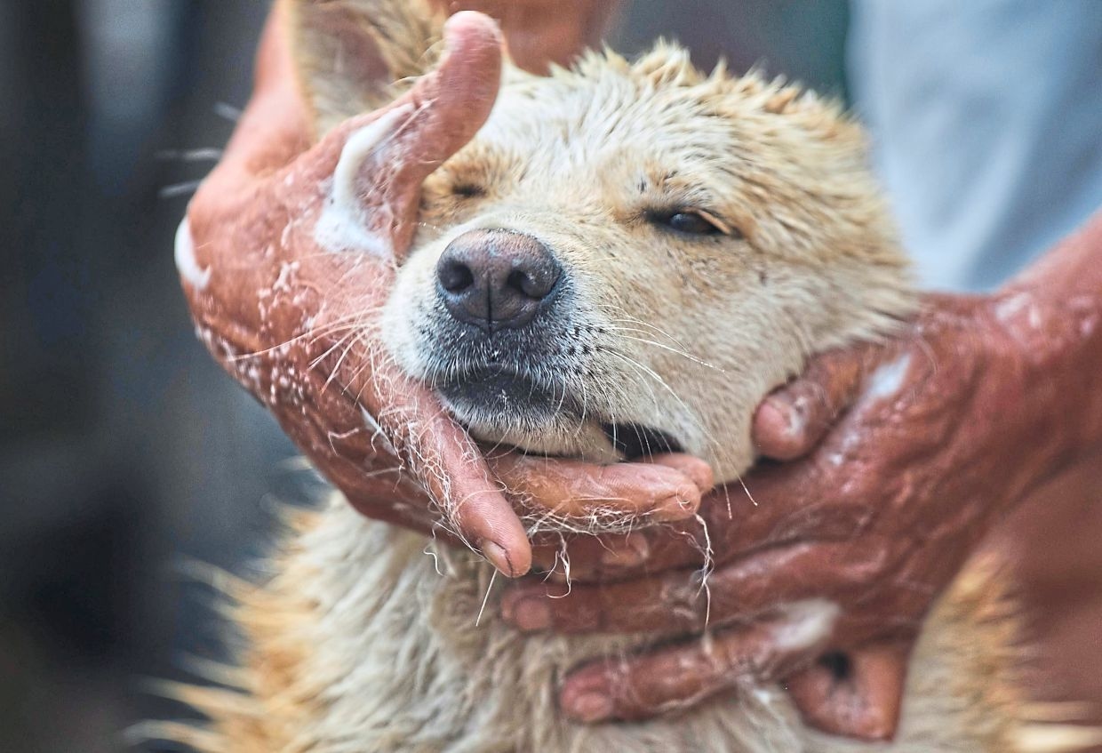 A rickshaw driver and his dog are winning hearts in Nepal's Kathmandu