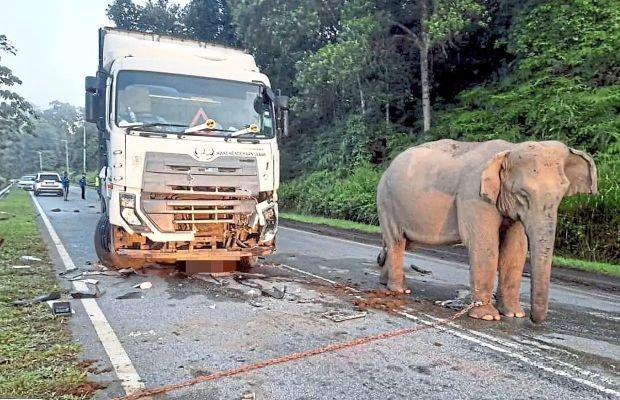 Malaysia steps up efforts to reduce roadkill, protect wildlife