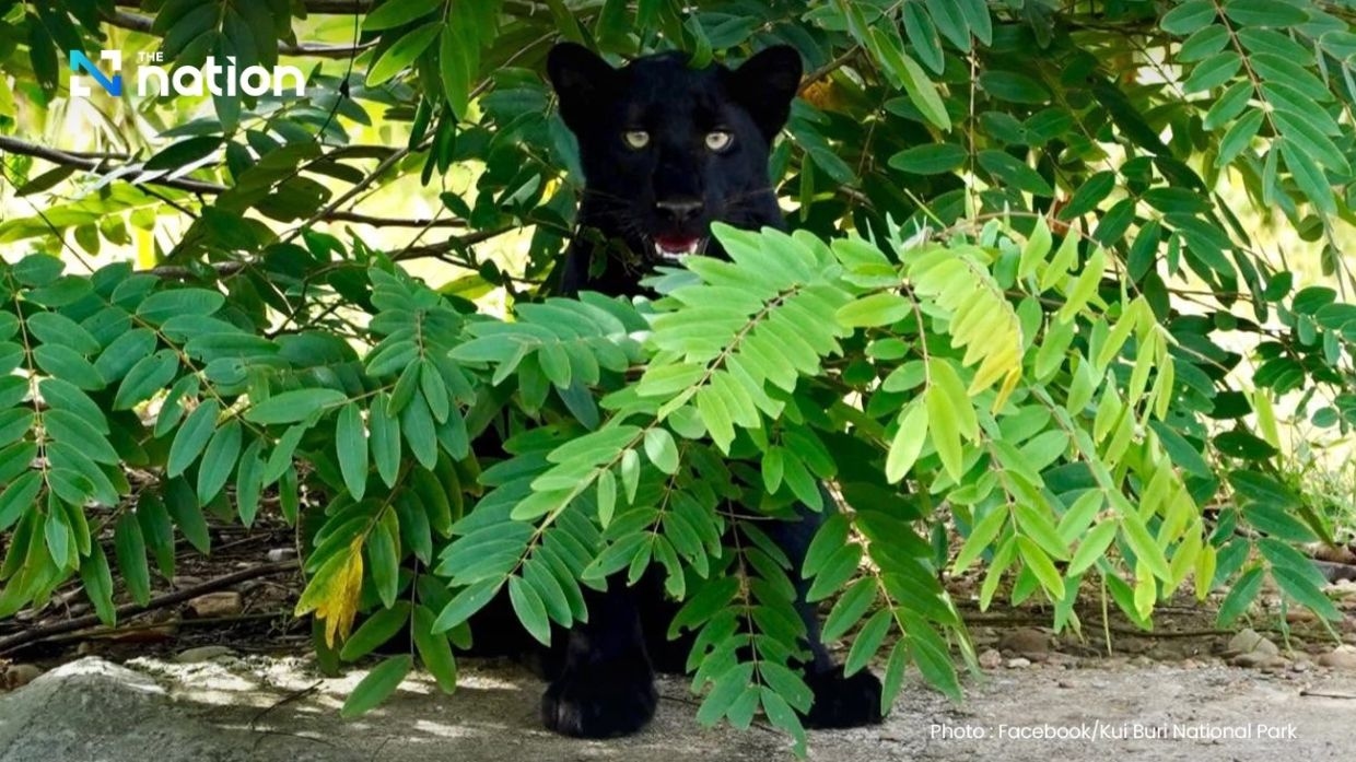 National park in Thailand releases photo of black panther greeting tourists