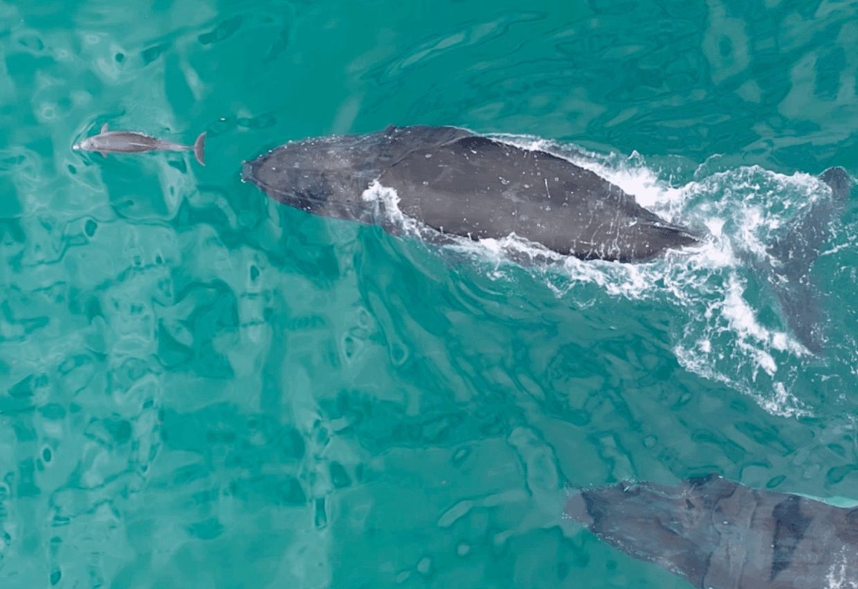 Australian study shows whales, dolphins often play together