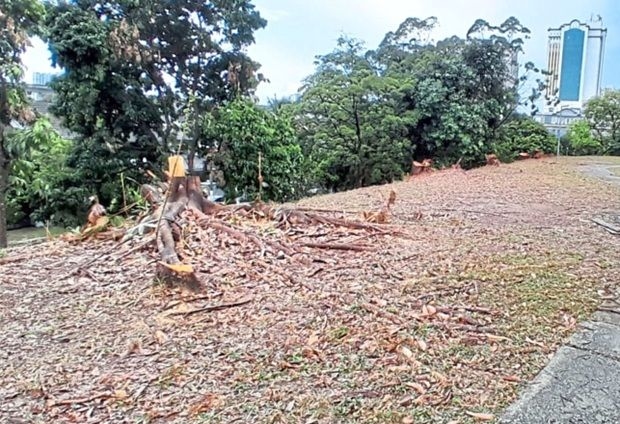 Upset over healthy trees felled in Selangor