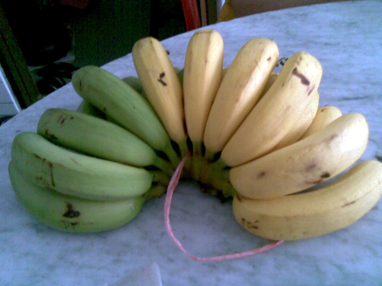 Kluang cops nab man for trespassing on banana farm, attempting to steal six bunches