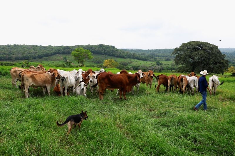 Mexican ranchers hit by flesh-eating screwworm want action on cattle smuggling