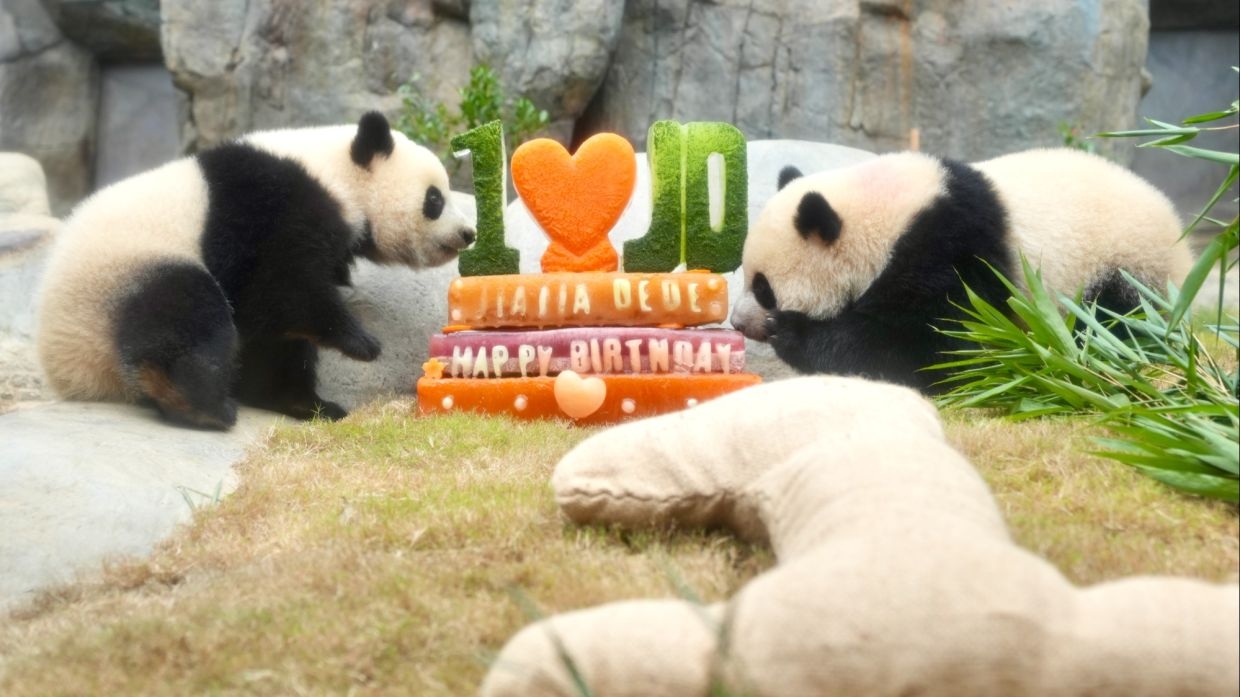 Hong Kong celebrates first birthday of city's panda twins