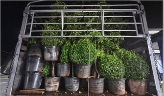GOF foils bid to smuggle 3,700 ornamental plants into country