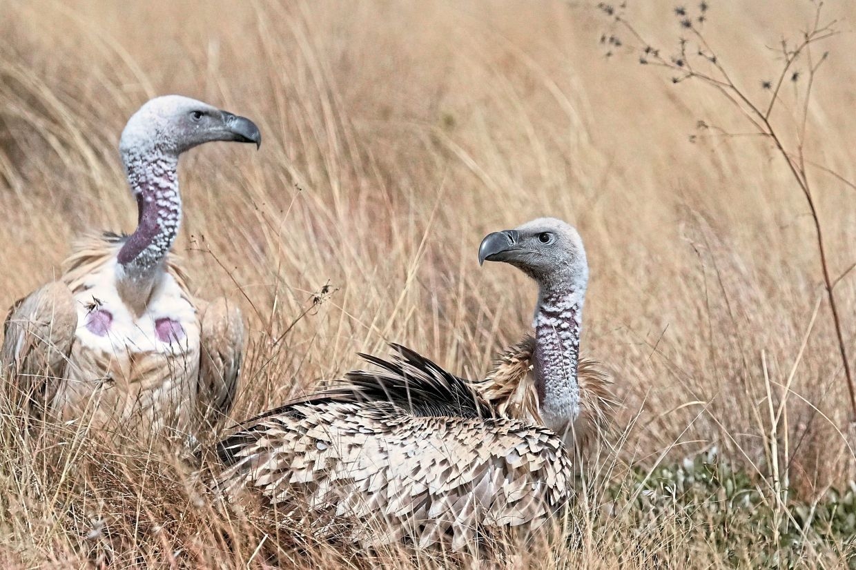 Five rescued vultures released back into the wild in South Africa
