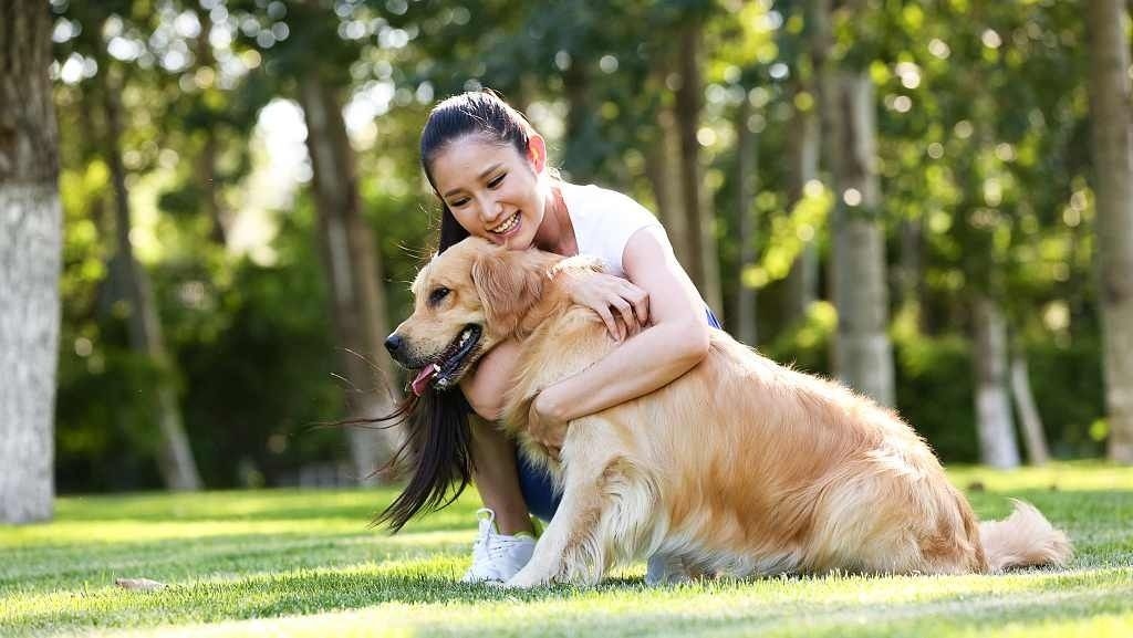 Chinese hotel rolls out dog companion services to patrons