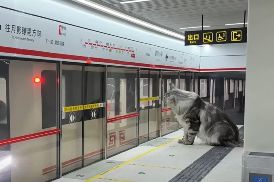 Chinese YouTuber builds a metro station for his cats