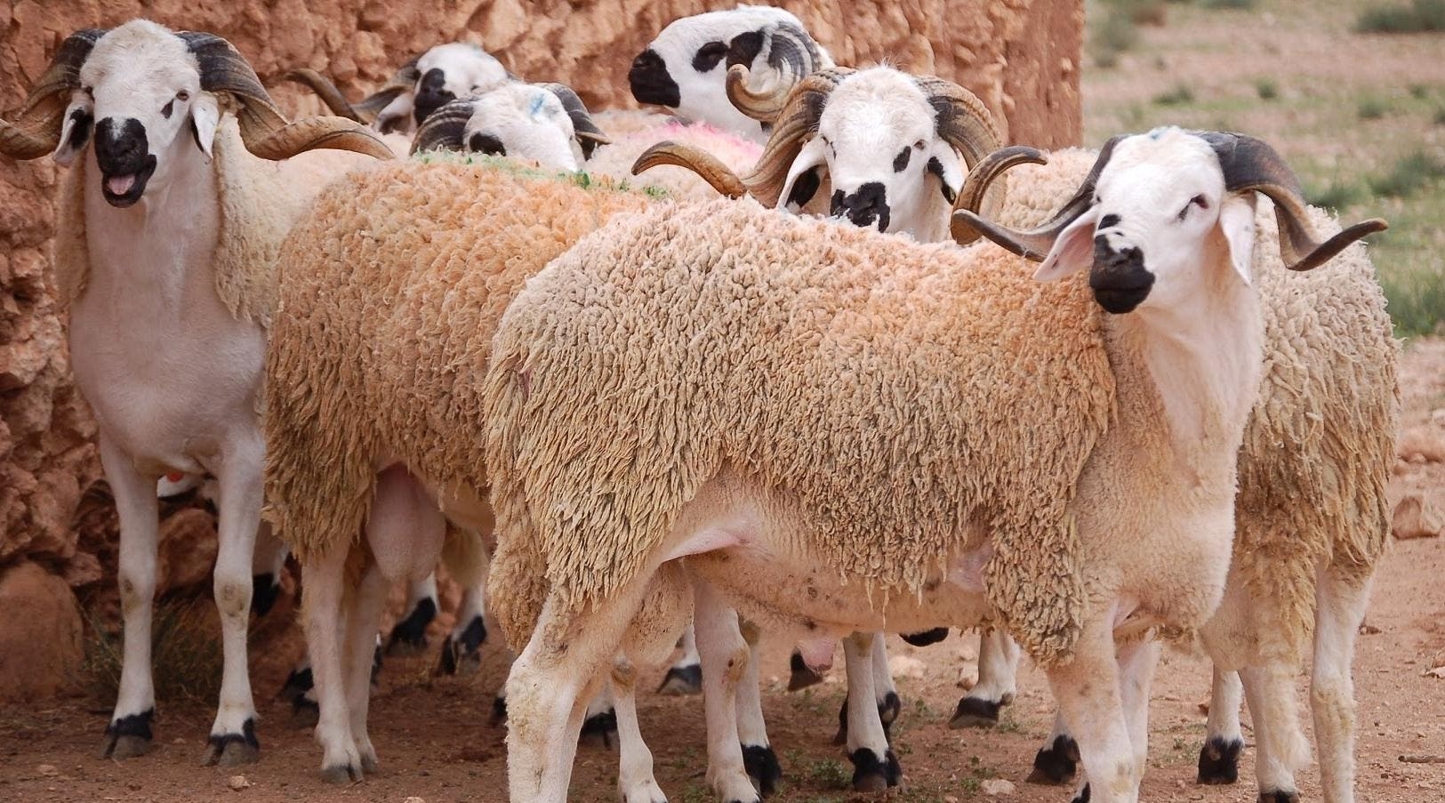 منع مؤقت لإدخال الأغنام والماعز إلى السوق الأسبوعي بخنيفرة(صورة)