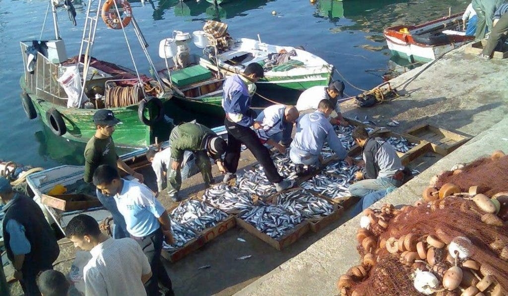 خلال 6 أشهر.. قيمة منتجات الصيد البحري المسوقة تتجاوز 4,81 مليار درهم
