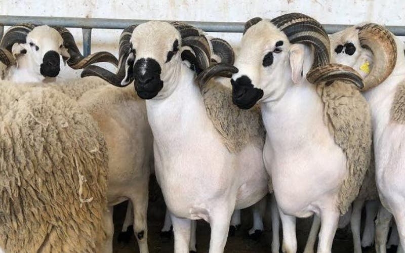 "واش المغاربة معيدين بالأضحية!".. إقبال على اقتناء الأغنام يهدد القطيع الوطني