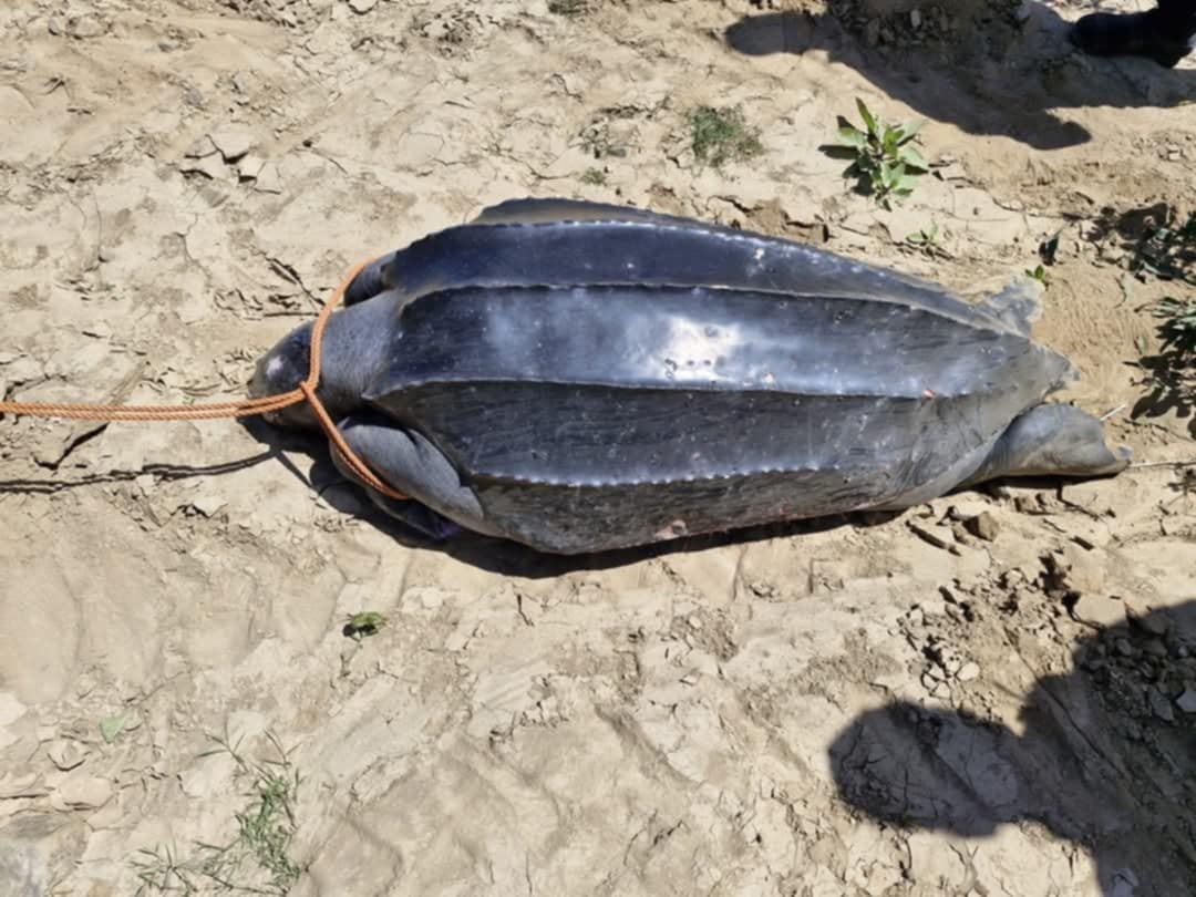 الحسيمة.. جنوح سلحفاة جلدية الظهر بشاطئ مسطاسة