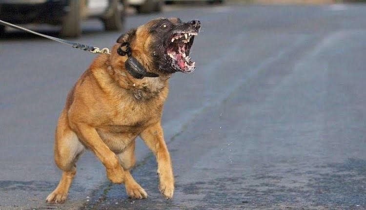 داء " السعار " ينهي حياة شاب بقلعة السراغنة