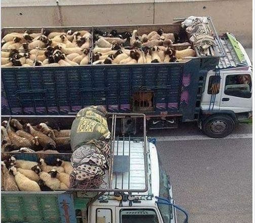 وجدة أنجاد .. الدرك الملكي يشدد المراقبة على الشاحنات المحملة بالمواشي