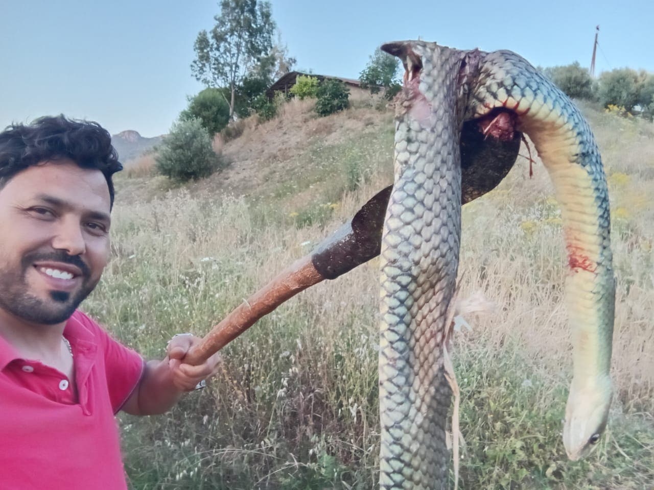 طولها 1.5 متر ووزنها 4 كلغ.. شاب يصطاد أفعى ضخمة ضواحي وزان