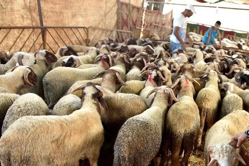 اجتماعات لتفعيل التعليمات الملكية في الناظور لتعزيز السيادة الغذائية