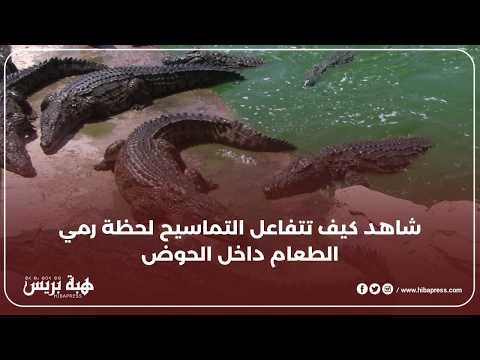 إطعام التماسيح عن قرب... مشهد لا يُصدق في أكادير!