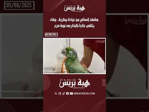 مشهد إنساني من عيادة بيطرية.. ببغاء يتلقى علاجاً بالبخار بعد نوبة صرع