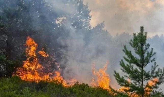 السيطرة على حريق غابة وادراس بجماعة عين لحصن بإقليم تطوان