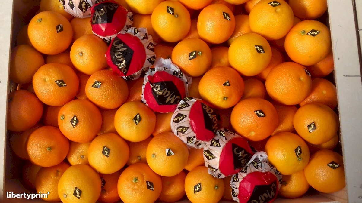 ارتفاع صادرات المغرب من الكليمانتين بنسبة 13% مع التوسع في الأسواق