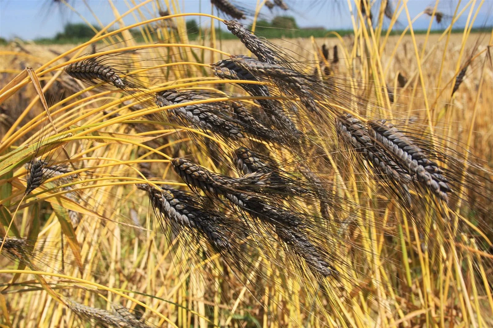بذور مقاومة للجفاف.. مستقبل الزراعة المغربية في مواجهة الجفاف