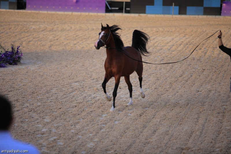 ختام مهرجان الخيل