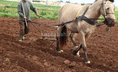 إعانات هزيلة للفلاحة العائلية
