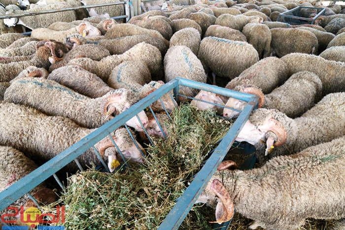 70 مليارا لتحمل ديون مربي الماشية