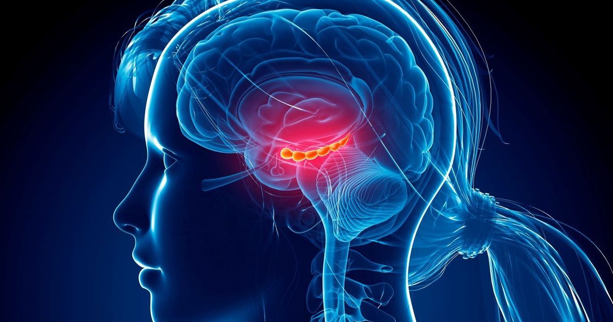 علماء يستكشفون المنطقة المسؤولة عن الوعي في الدماغ