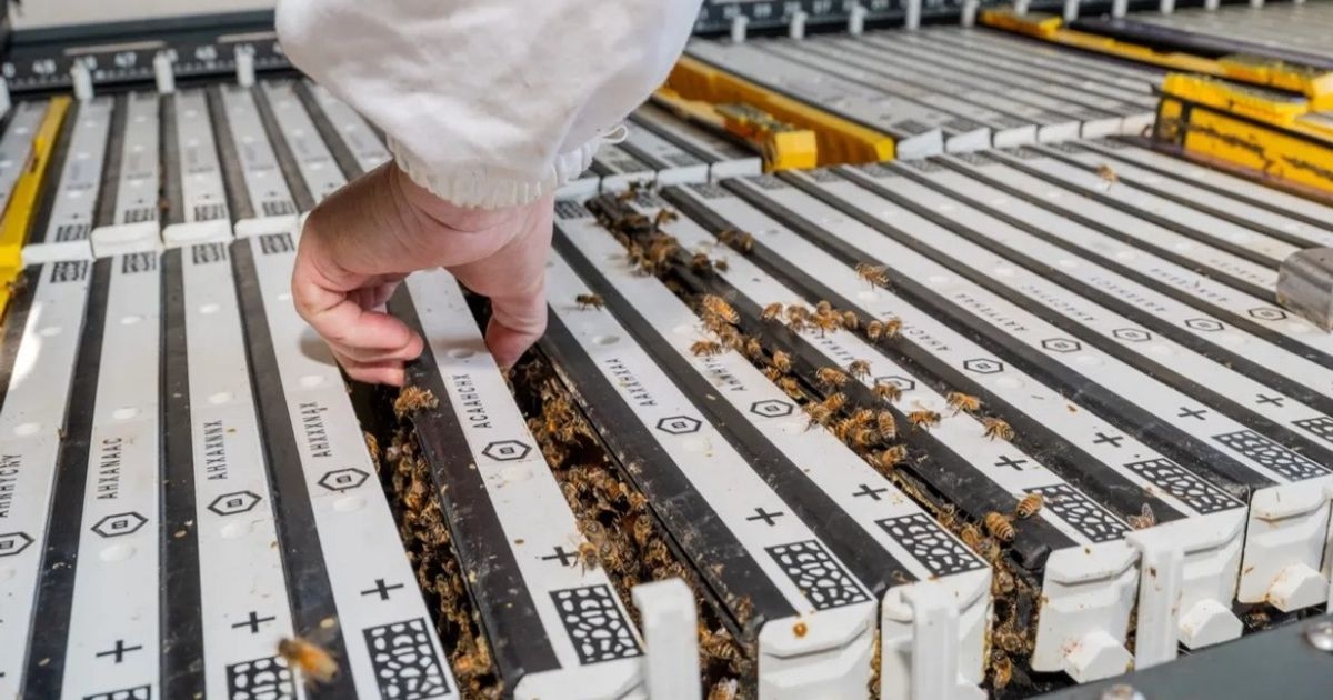 شركة أميركية ناشئة تبتكر وحدات لتربية النحل تعمل بالذكاء الاصطناعي