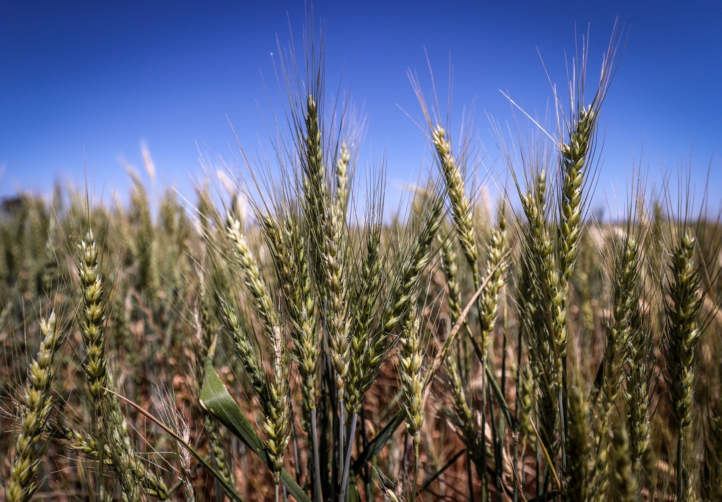 Can grains buck deflation?