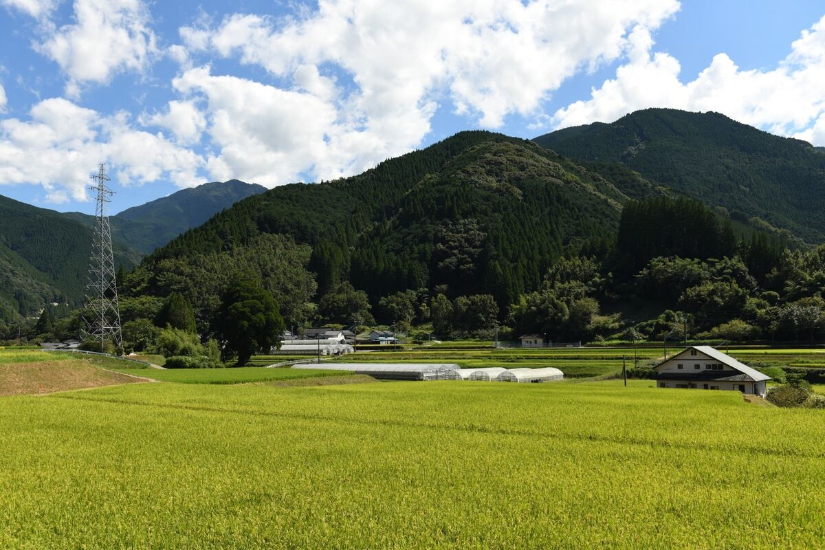 Japan's Rice Crops Are in a Climate Cooker
