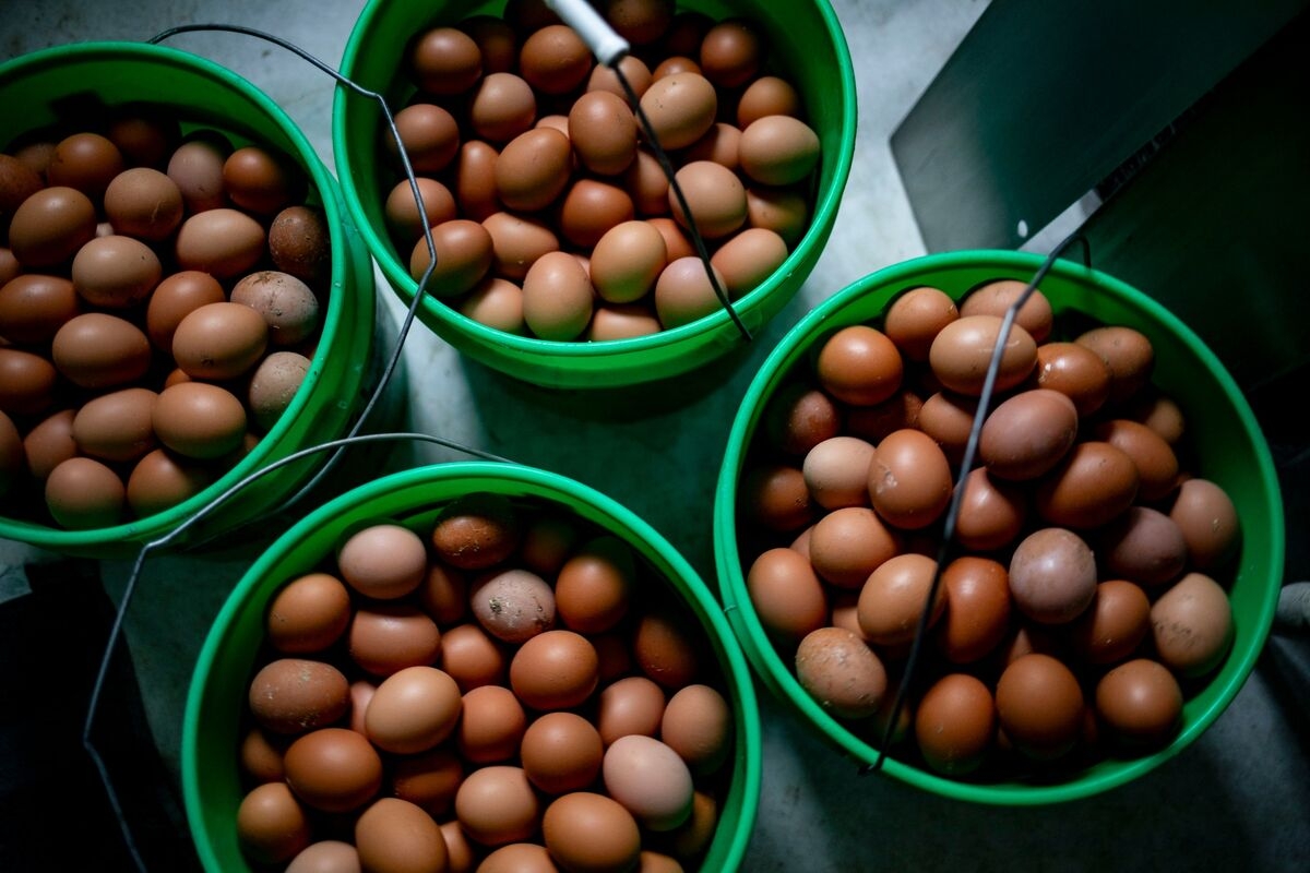 Cheaper Eggs, Pricier Car Rentals: A Look at US April Inflation